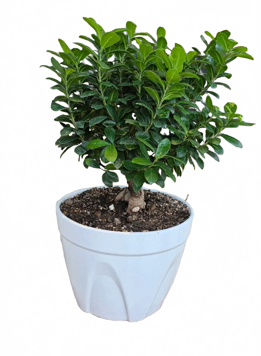 بونسای جنسینگ سایز 16