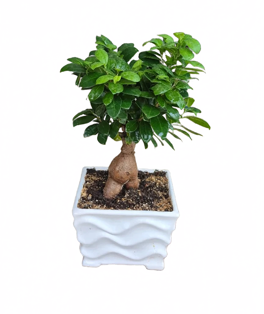 بونسای جنسینگ سایز 12