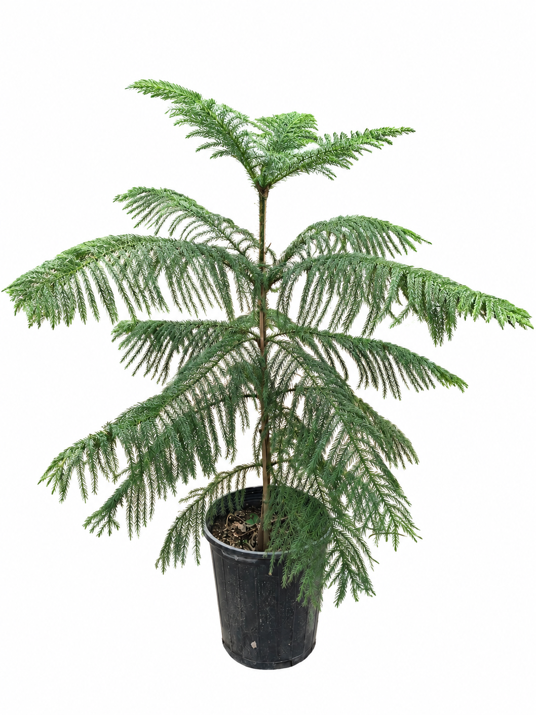 کاج مطبق سطل 10