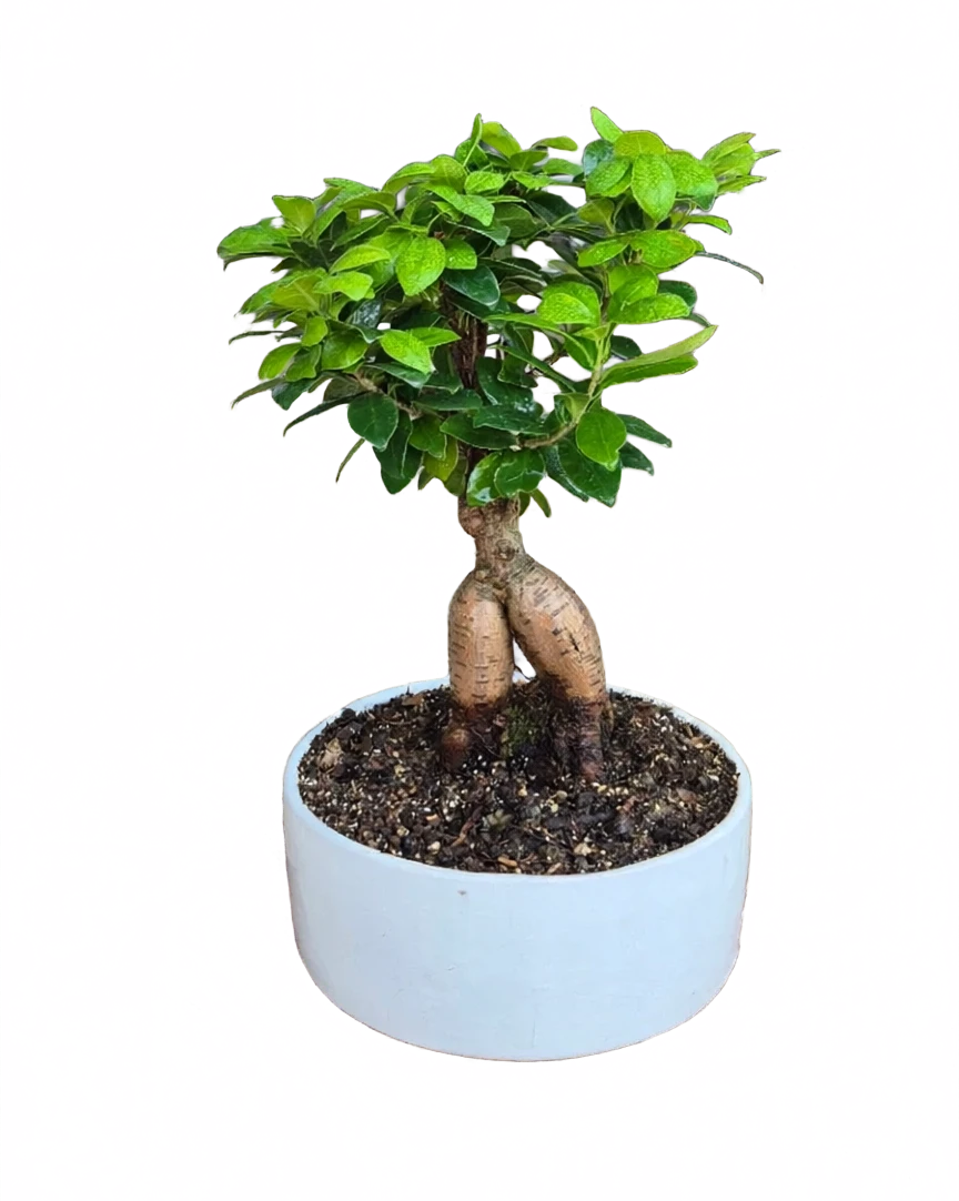 بونسای جنسینگ سایز 12