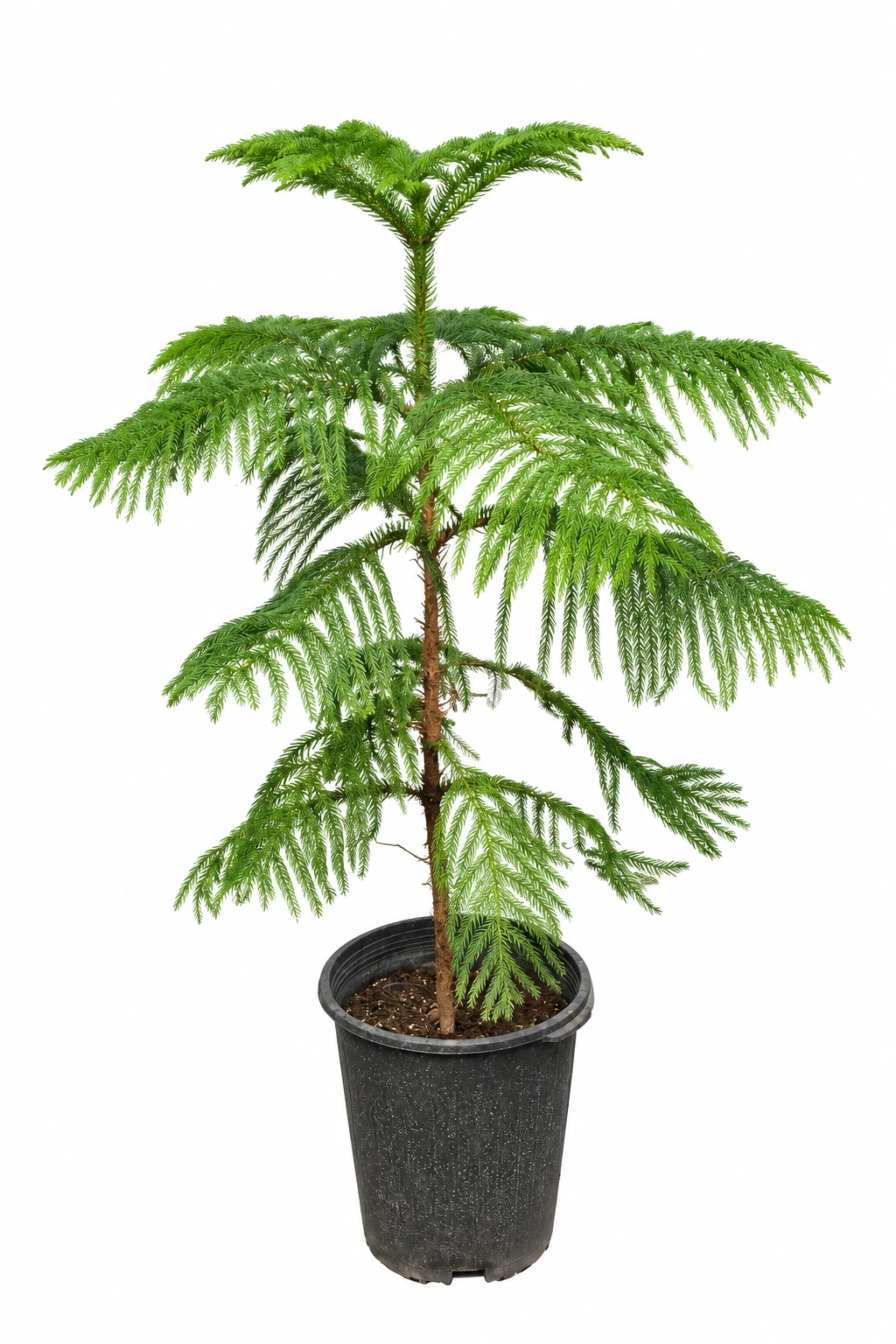 کاج مطبق سطل 12